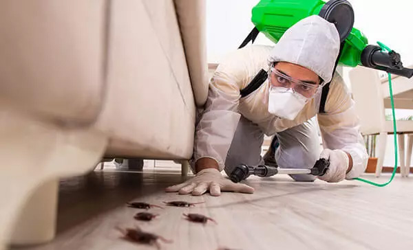 Empresa de dedetização de baratas em Barueri Empresa de dedetização de baratas em Barueri