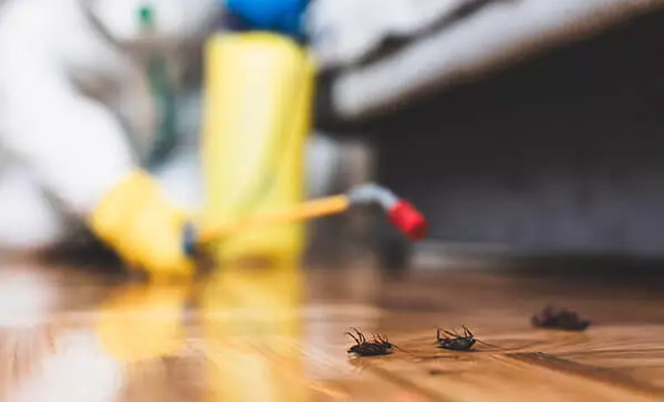 Dedetização de Baratas em Barueri Dedetização de Baratas em Barueri