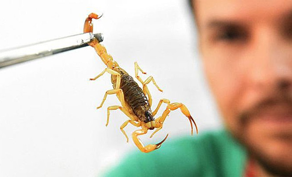 Combate Ambiental - Dedetizadora de Escorpião em Barueri