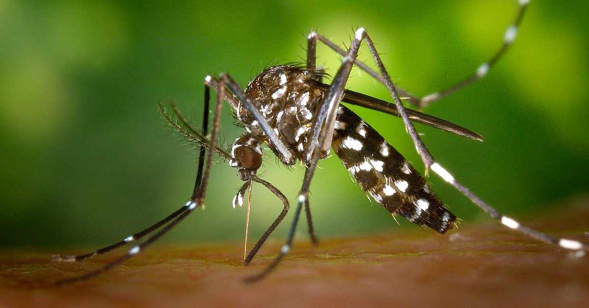 Dedetizadora de Mosquitos em Barueri