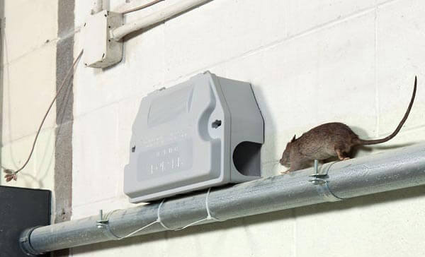 Controle de Ratos em Barueri - SP