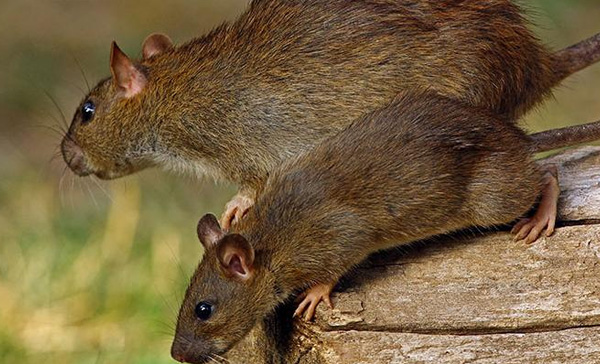 Dedetizadora de Ratos em Barueri