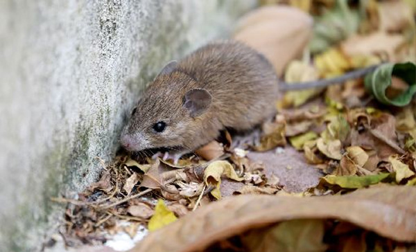 Desratização: Dedetizadora de Ratos em Barueri