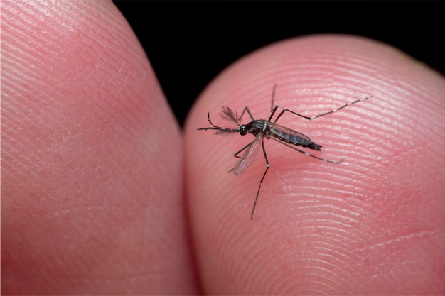 Dedetização de Mosquitos