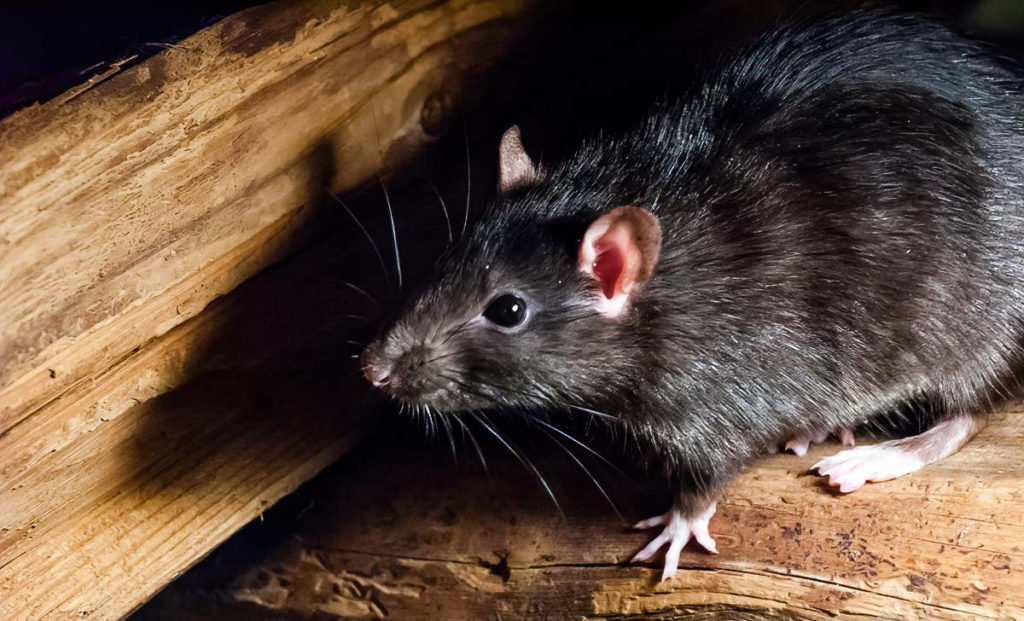 Dedetizadora Ratos em Barueri