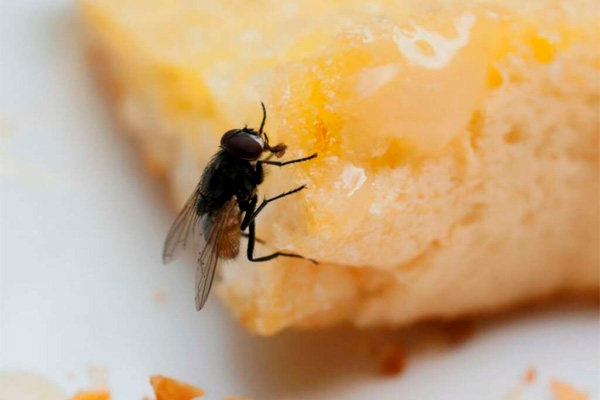 Serviço de dedetização de moscas Serviço de dedetização de moscas