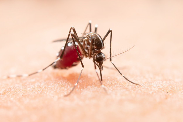 Dedetizadora de Mosquitos em Barueri