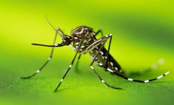 Dedetizadora de Mosquitos